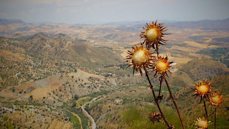 三十五集全免费完整剧集